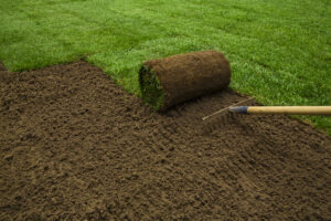 Sod Vs. Seed How to Choose The Proper Grass For Your Lawn